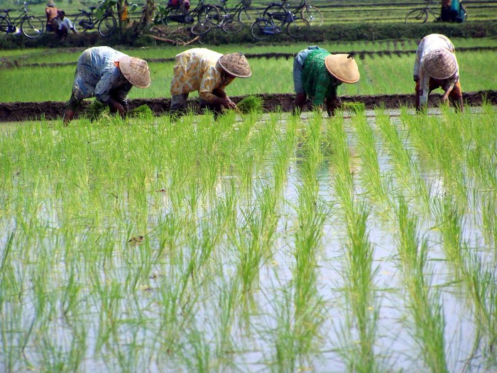 petani menanam padi di sawah terbaru