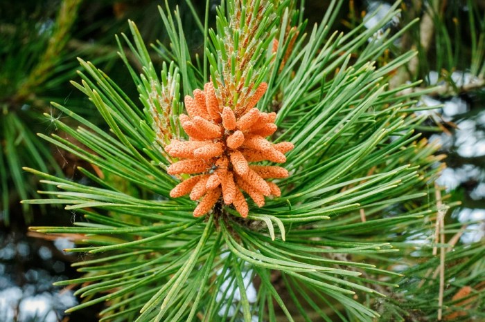 pinus pohon hutan imogiri tumbuhan