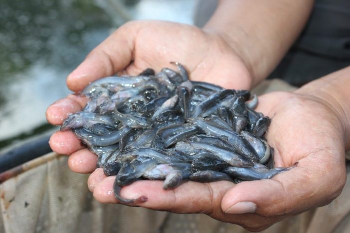 lele ikan induk cepat memilih indukan gonad matang trik berkualitas bagus