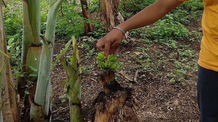 pantang pisang berbuah dua kali artinya