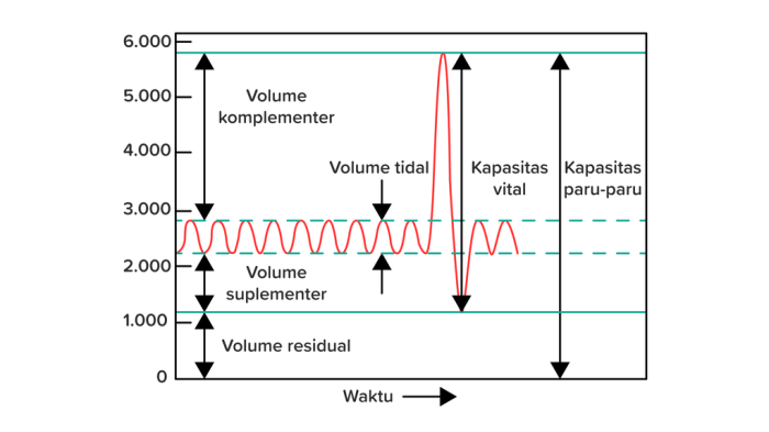 paru kapasitas vital mengukur pernapasan alat pengukuran napas bagaimana caranya dictio spirometri spirometer pemeriksaan bertujuan adanya gangguan mengetahui