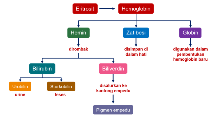 bagan proses pemecahan sel darah merah