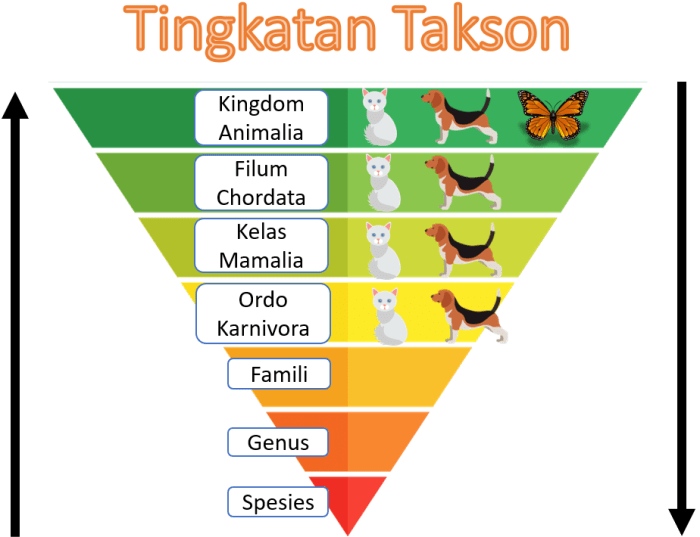 tingkatan takson pada kucing