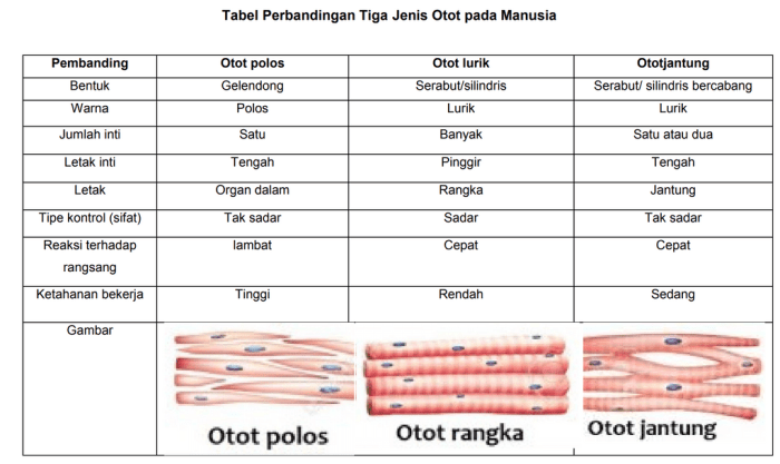 perbedaan jenis dan macam