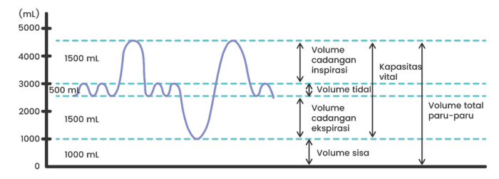 Grafik volume udara pernapasan pada manusia