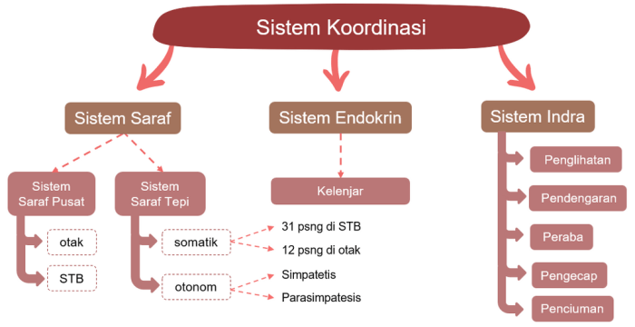 saraf manusia sistem peta konsep susunan pusat otak umum indra syaraf sumsum tulang materi biologi wahana