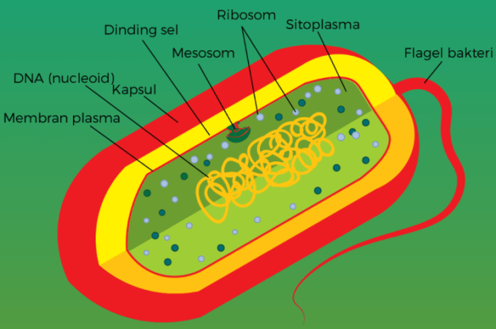 bakteri tubuh struktur