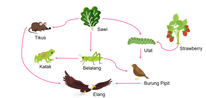 jaring ekosistem rantai hutan gambar contoh hujan rumput padang sawah makhluk pengertian semut hewan nesabamedia ada beserta buatlah laut lengkap