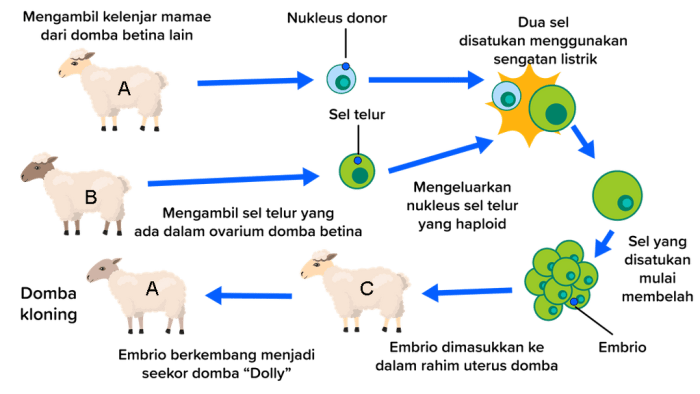 inti kloning transplantasi tahap proses tujuannya