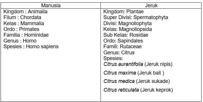 urutan takson bunga matahari