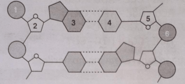 gambar nomor 2 merupakan molekul dari terbaru