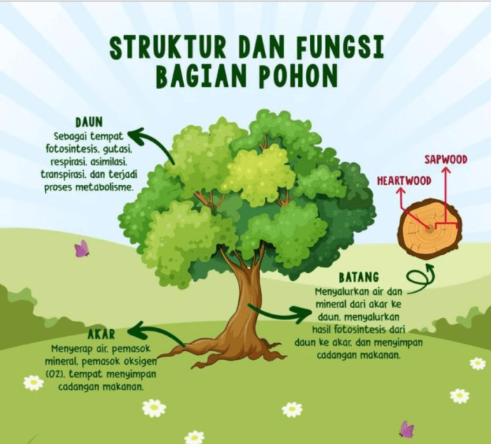 bagian bagian pohon pinus terbaru