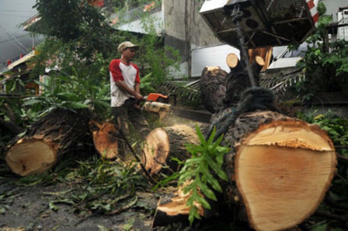 pohon menebang sembarangan sanksi penebang tegas kalo antaranews