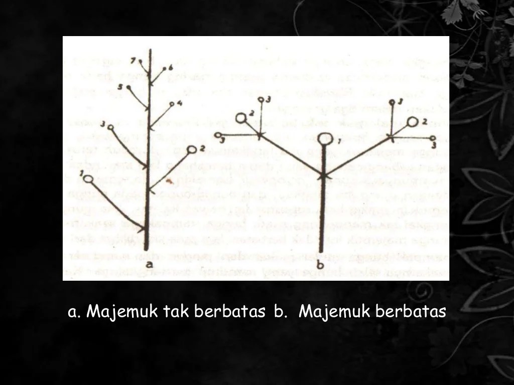 bunga majemuk tak berbatas terbaru