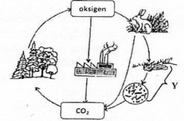 perhatikan daur nitrogen berikut