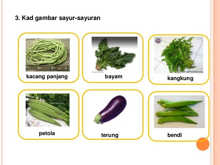 gambar sayur dan namanya