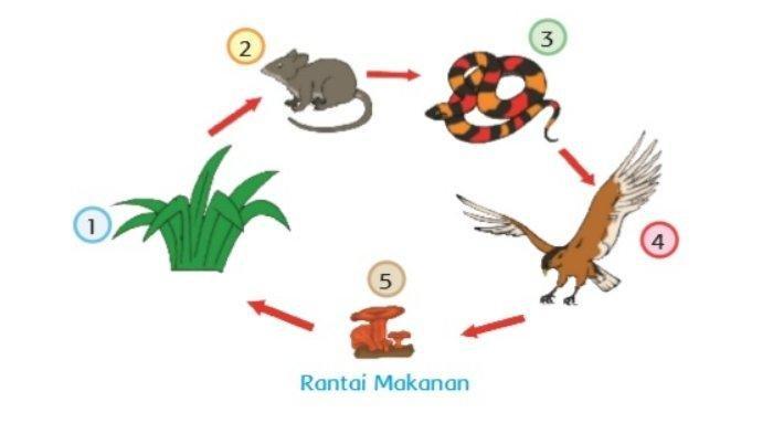 rantai makanan burung hantu terbaru