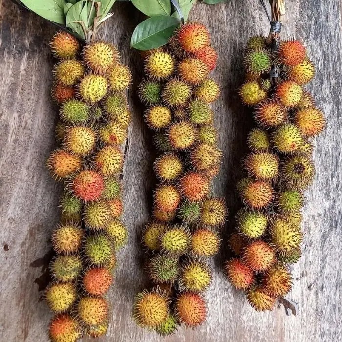 rambutan ciri kebun