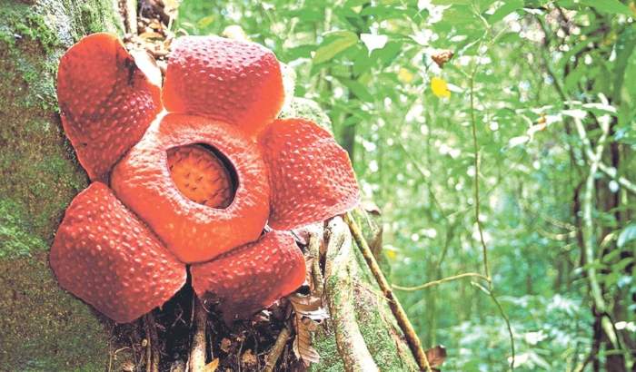 flora fauna borneo veiled otae sabah padang