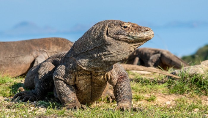 perbedaan biawak dan kadal terbaru