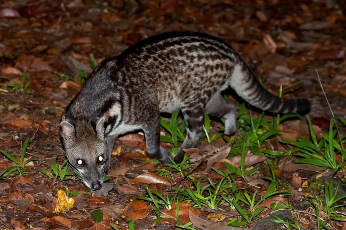 musang luwak pandan hewan fakta hitam jenis hewanpedia lelembut manusia dapat melindungi mitos ilmu mamalia spesies