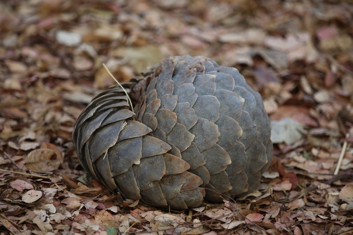 permainan tradisional batok egrang kelapa unik untuk bermain bathok dimainkan barat mengenai ulasan kelom stilts alat melestarikan olahraga hayo pernah