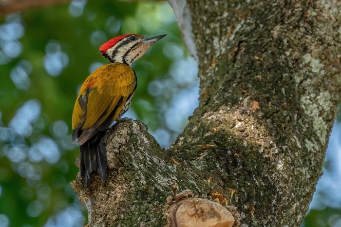 burung pelatuk makan apa