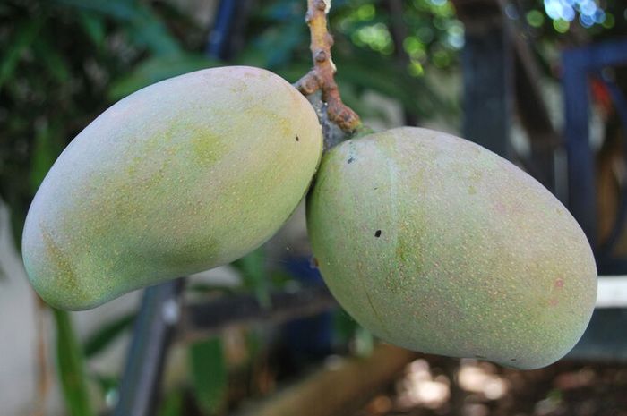 mangga arumanis bibit berkebun hobi tanaman koleksi