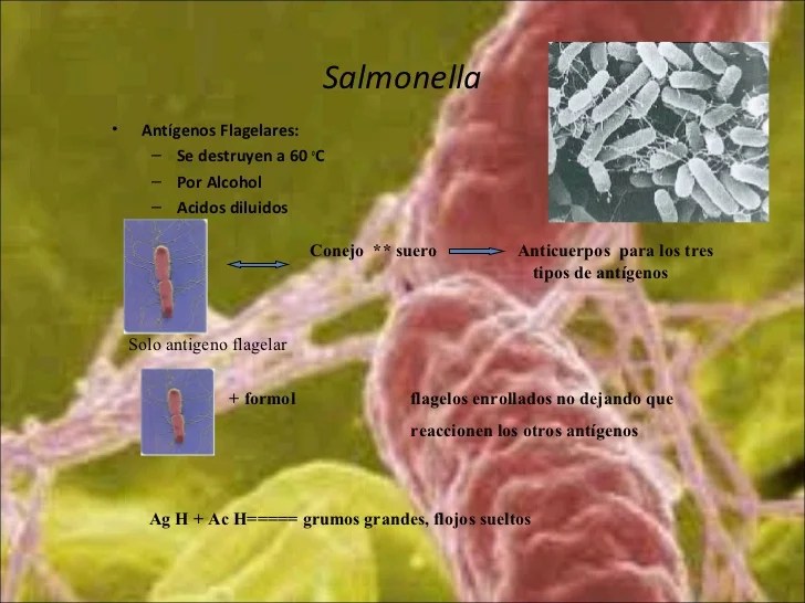 salmonella typhi h 1 160 artinya