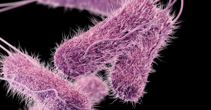 salmonella bacteria typhimurium salmonellosis symptoms causes knowinsiders bakterien