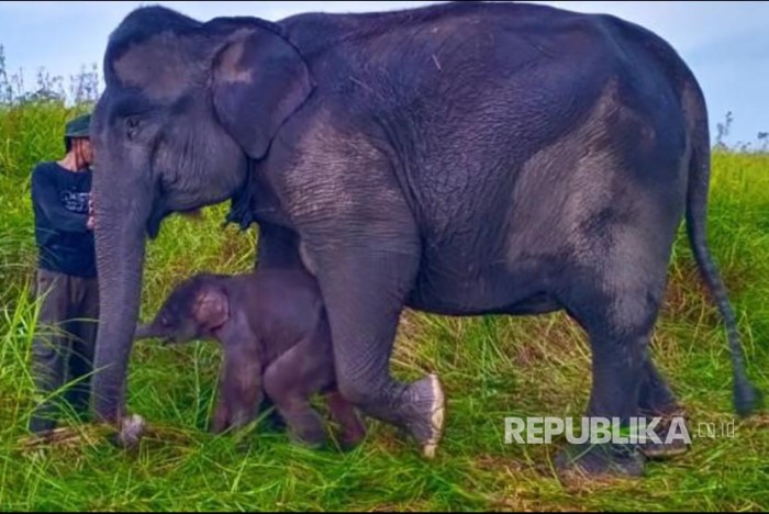 anak gajah dalam bahasa sunda