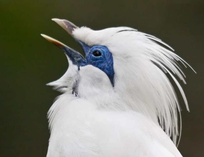 jalak burung starling langka hewan spreeuw fauna birds khas balinese kampung asli ciri punah daerah terancam mengenal masing fakta seorang