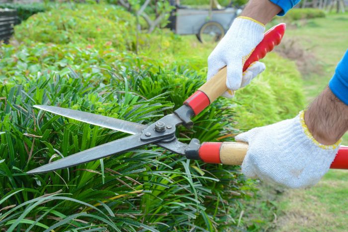 shears haie jardinier herbe ahs hedge urbanfarmonline necessary maintain