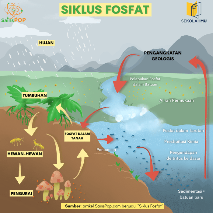 perbedaan fosfor dan fosfat terbaru