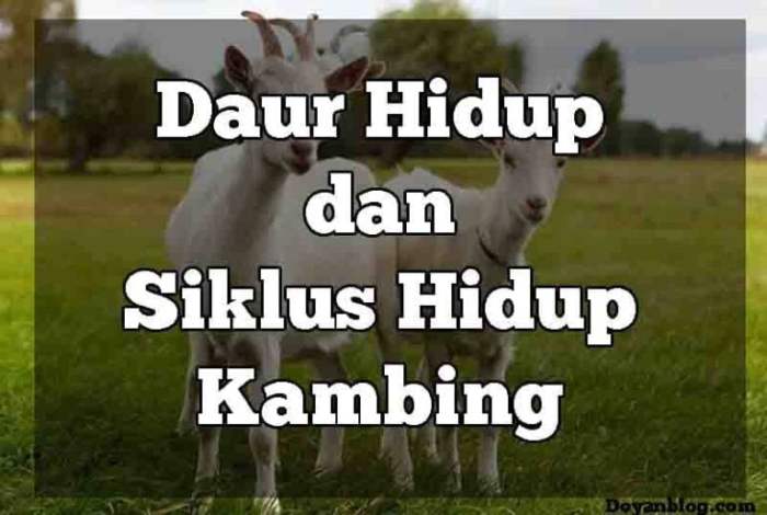 kambing hidup siklus daur skema