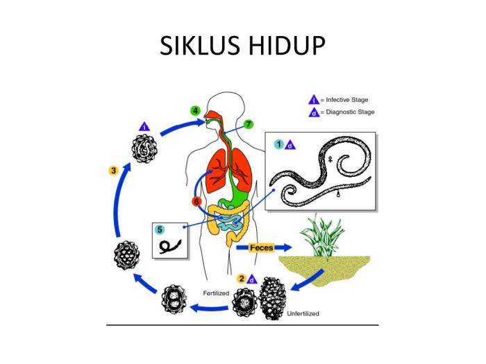 siklus hidup ancylostoma duodenale