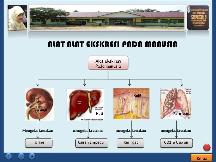 mind map sistem ekskresi terbaru