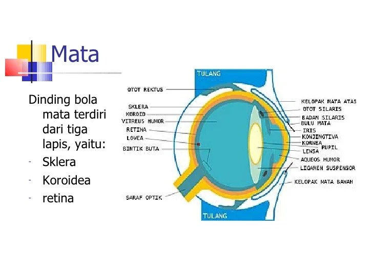 penglihatan saraf optik