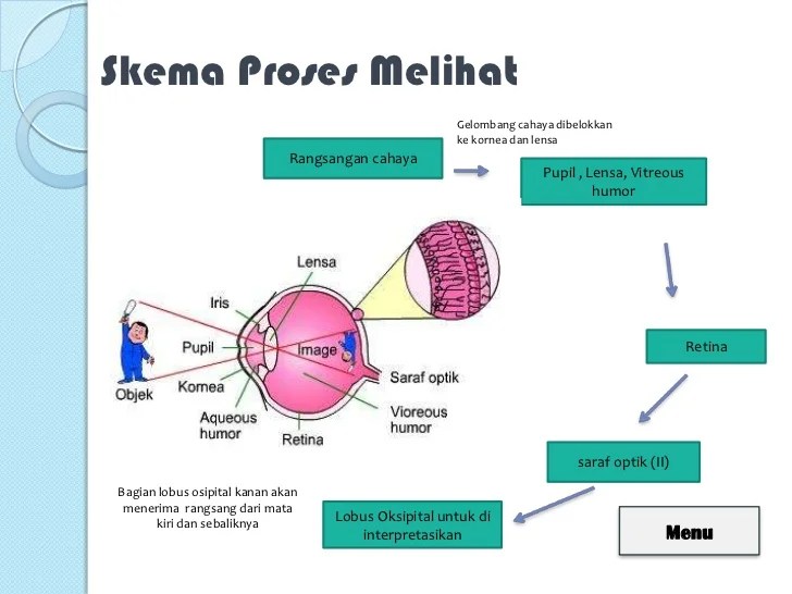 proses melihat pada manusia terbaru