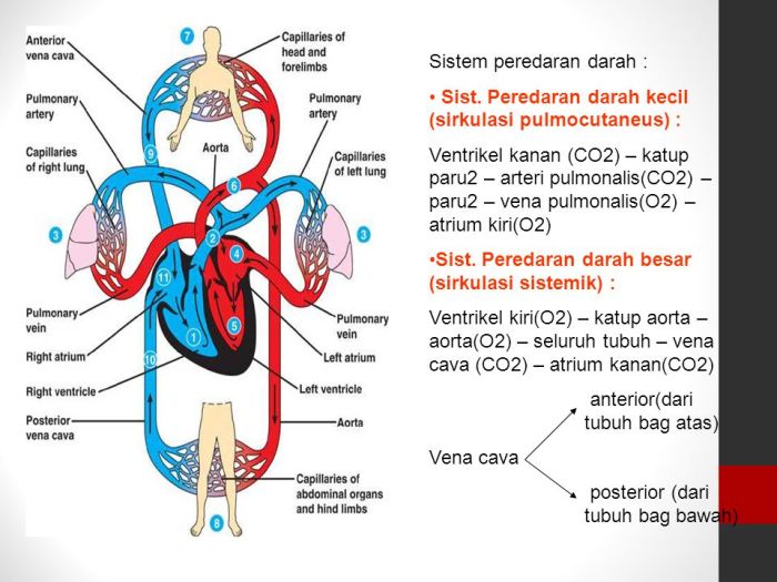 lkpd sistem peredaran darah