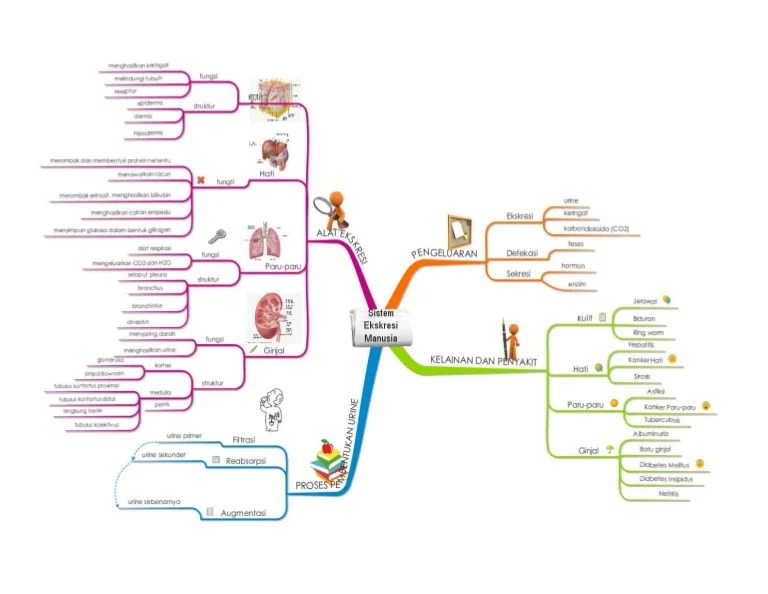 mind map sistem ekskresi pada manusia terbaru