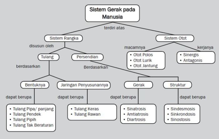 peta konsep sistem gerak pada manusia