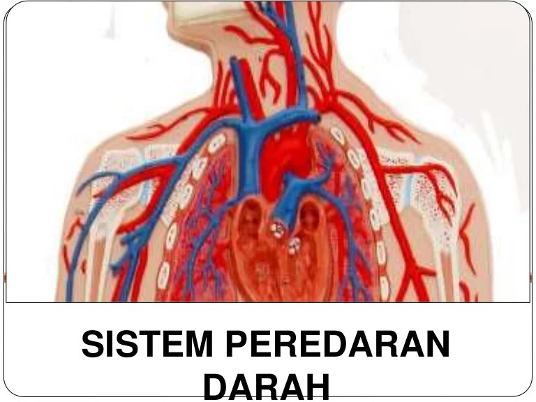 mind map peredaran darah