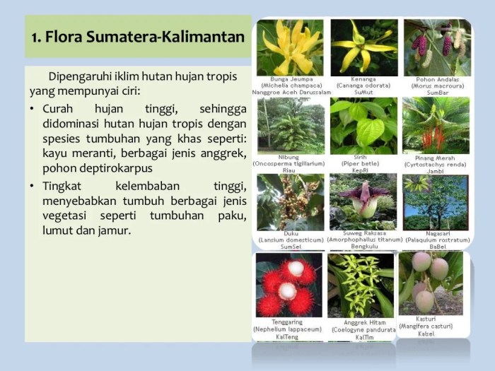 tanaman khas kalimantan selatan