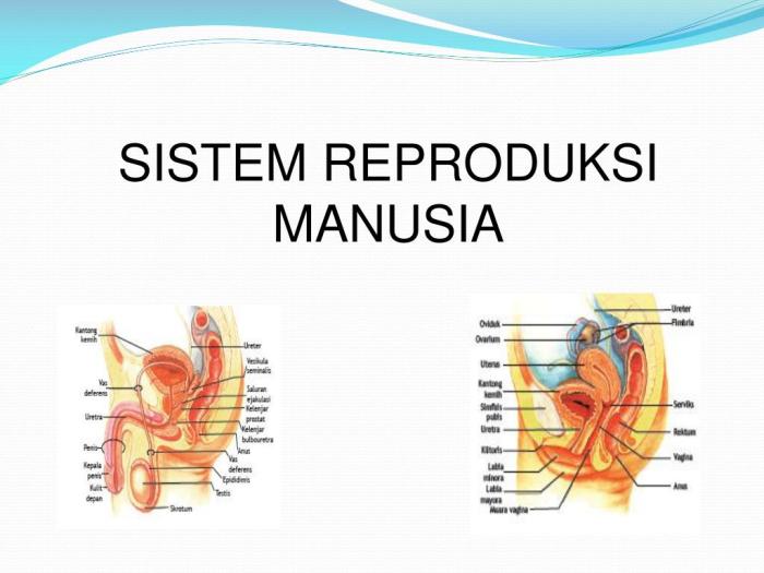 Perbedaan organ reproduksi pria dan wanita