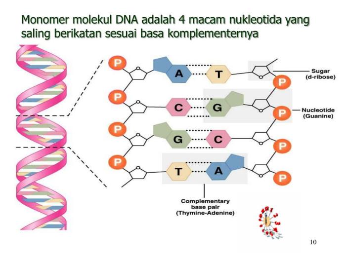 Skema untai dna yang memiliki 6 nukleotida