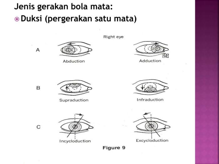 nervus mata motorik