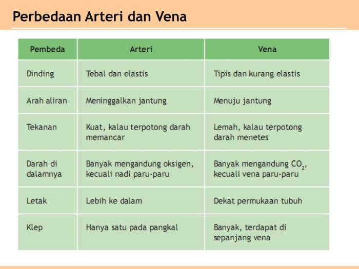 vena pembuluh darah arteri kapiler macam serta fungsinya letak britannica kompas