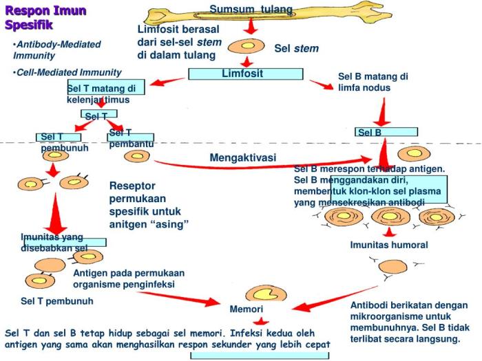 Sistem imun pada serangga diperankan oleh