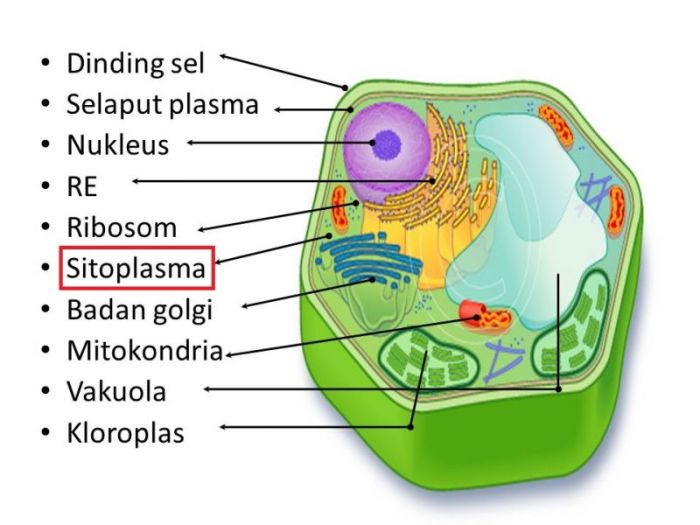 gambar membran sel dan bagian bagiannya